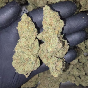 Super Lemon Haze - Sativa 100% Old School